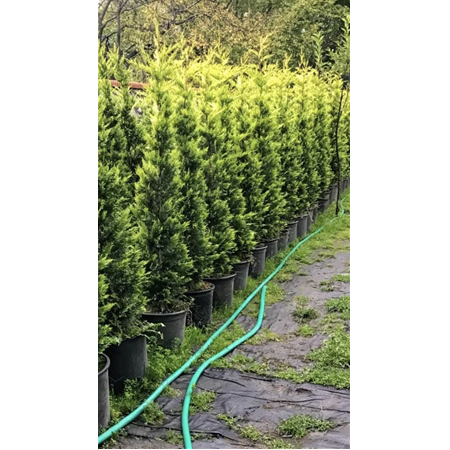 170-200 cm Goldrider Bitkisi Satışa Hazır