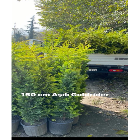 Aşılı Goldrider Fidanı