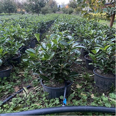 Lucidum Kartopu Bitkisi