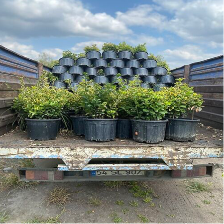 Altuni Gold Taflan Bitkisi