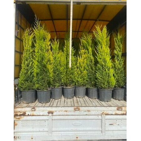 150-175 cm Boylarında Limon Selvi