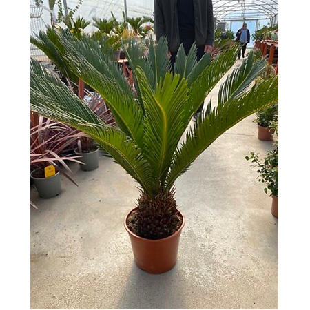 Cycas Sikas Palmiye