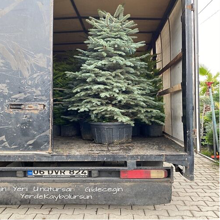 İthal Mavi Ladin Hoopsi