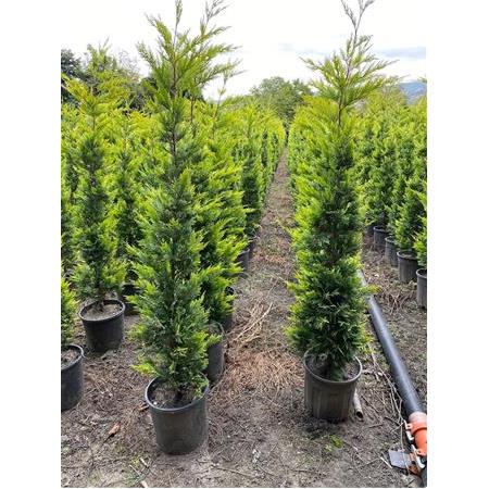 Aşılı Goldrider Ağacı