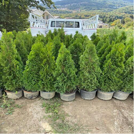 100/125 cm Smargat Mazı