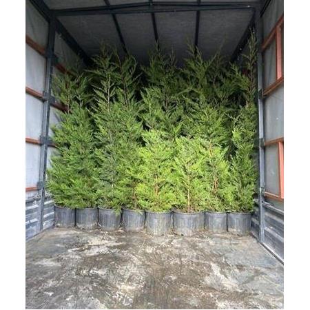 Leylandi Ağacı Yüklemesi