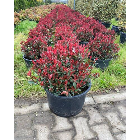 Bodur Alev Çalısı