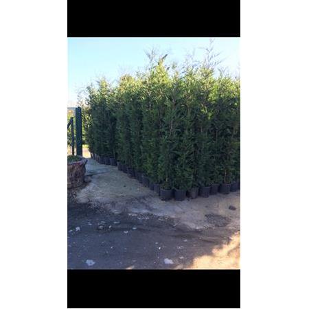 Leylandi Bitkisi 150/175 cm