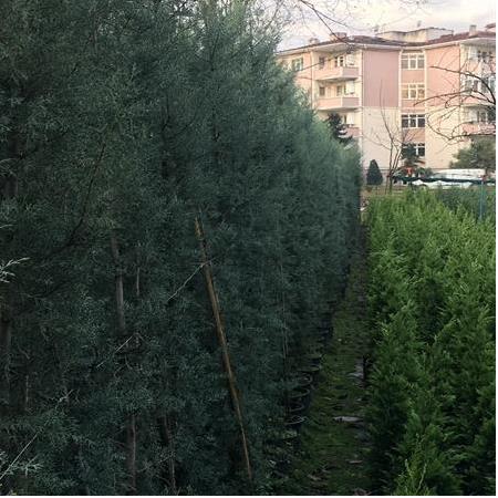 Arizona Servisi ( Mavi Servi )