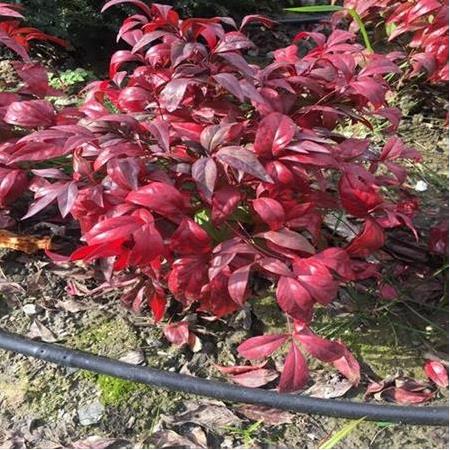 Nandina domestica