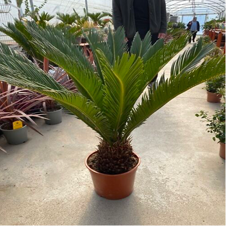 Cycas Sikas Palmiye