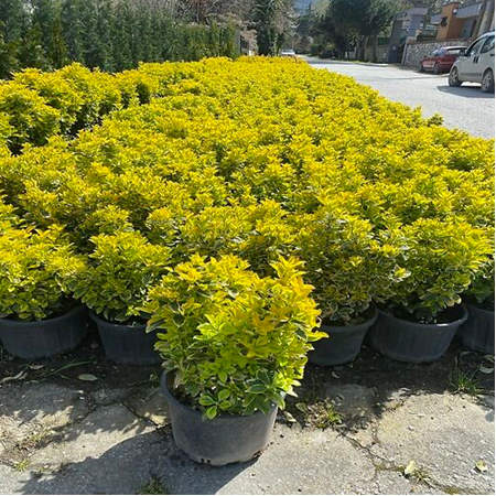 Altuni Gold Taflan (40-50 cm Çapında)