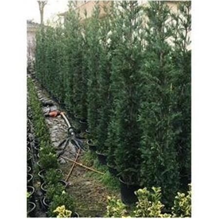 Leylandi Bitkisi 175-200 cm