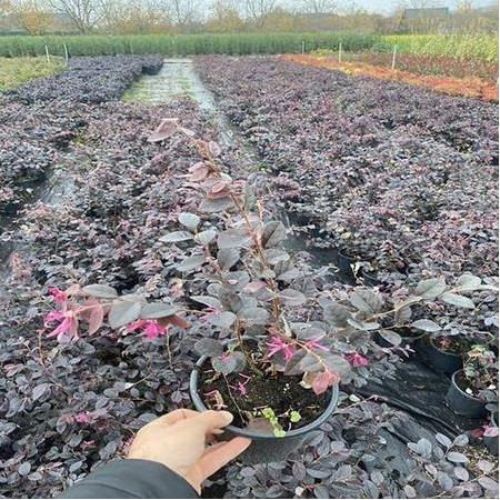 Loropetalum Bitkisi