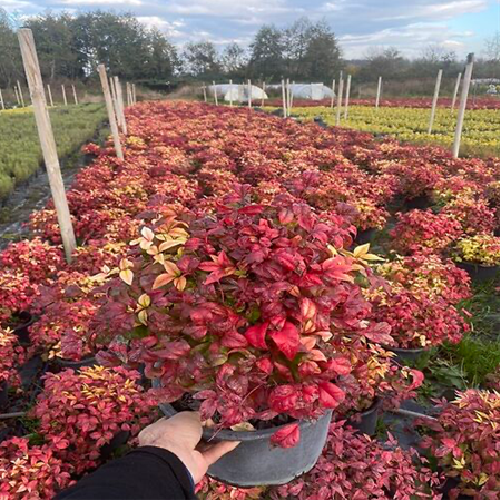 Bodur Nandina